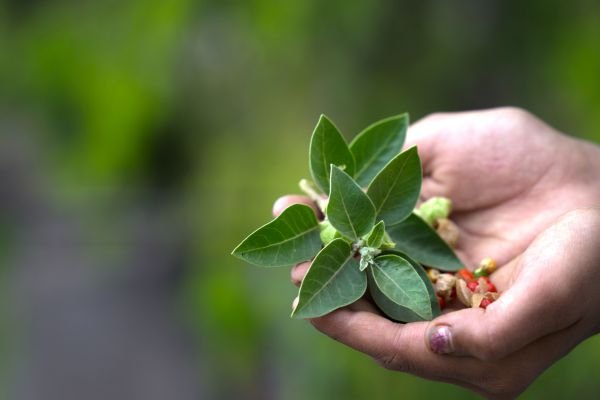 health benefits of ashwagandha