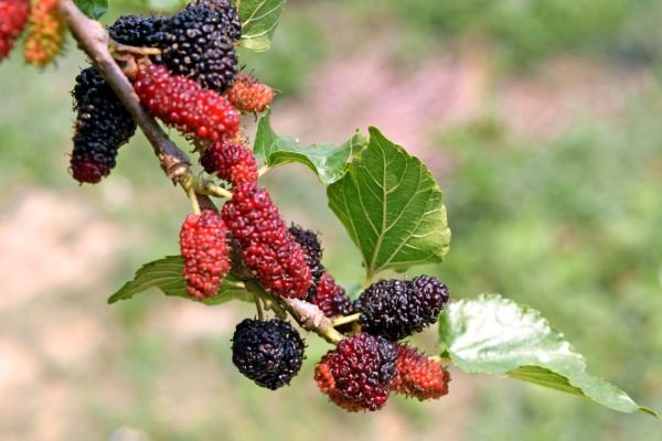 health benefits of mulberry