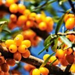 health benefits of sea buckthorn