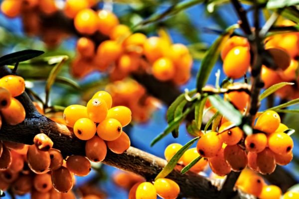 health benefits of sea buckthorn